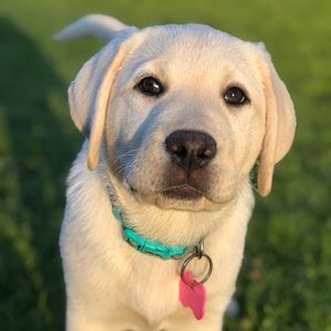 Meet your Posher, Kim